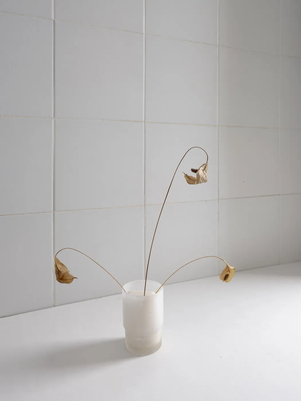 Dried stems in a small white vase. Photograph by STAS PRO